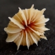 Solitary deep-sea coral Desmophyllum dianthus. Photo credit: Cheryl Morrison, USGS