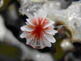 Solitary deep-sea coral Javania cailleti. Photo credit: Cheryl Morrison, USGS