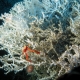 Large Lophelia pertusa coral bush with a squat lobster (Eumunida picta) and sea urchin (Echinus tylodes). Photo credit: Image courtesy of Ross et al, NOAA-OE, HBOI.