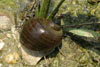 Applesnail