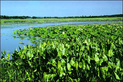 A deep marsh plant community