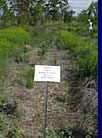 Herbicide control of leafy spurge test area.