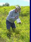 Landowner collecting biological control agent of leafy spurge.