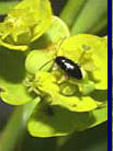 Bio-control agent, Lacertosa beetle, on a leafy spurge flower.