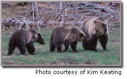 Grizzly bears in meadow