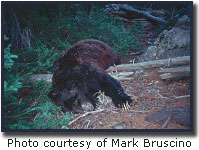 Photo of a dead grizzly bear on the forest floor