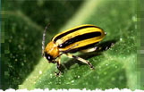 A cucumber beetle