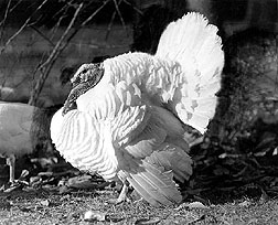The Beltsville Small White turkey: Click here for full photo caption.