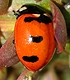 Transverse lady beetle. Link to story