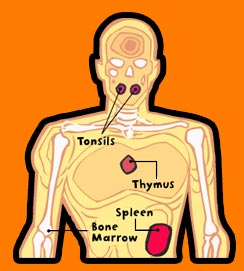 Body diagram illustration showing tonsils, thymus, spleen and bone marrow
