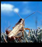 Photograph of a grasshopper.