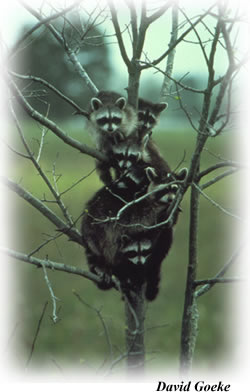 Racoons in a tree