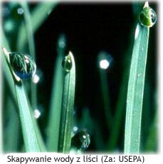 Skapywanie wody z liści (Za: USEPA)