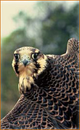 peregrin falcon