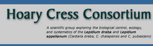 Hoary Cress Consortium  A scientific group exploring the biological control, ecology, and systematics of the Lepidium draba and Lepidium appelianum.