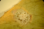 Click here for a larger image of this photograph of leaf rust showing up on a hoary cress leaf.