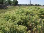 Click for larger version of this photograph of Hoary Cress patch in Wyoming.