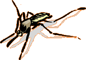 Image of a mosquito