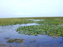 freshwater marsh