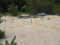 Setup for the electrical resistivity tomography (ERT) that USGS scientists used to monitor the injection of a saline tracer at the Massachusetts Military Reservation, Cape Cod, Massachusetts. The yellow cables are ERT cables. Metal pipes indicate location of sampling sites. Boreholes are encased in white PVC pipes