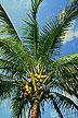 Manila dwarf coconut palm