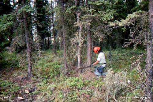 The Alaska-based Nenana AmeriCorps Tribal Civilian Community Corps program.