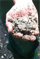 A handful of sand from aquifer sediments on western Cape Cod, MA. The surfaces of these quartz grains are covered by coatings containing iron and aluminum oxides and silicates.  Arsenic in the coatings can be released by changes in chemical conditions.