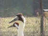 Whoopers Goliath and mate waiting for smelt