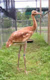 San Antonio Zoo chick at 49 days of age. USGS photo.