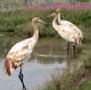 Young-of-the-year whooper chicks enjoy pond life after Hurricane Isabel, Photo by Kathleen O'Malley, USGS