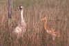 Florida Whooping Crane and Chick in Wild, Older Chick