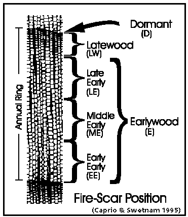 fire scar position in tree ring - Click for larger image.