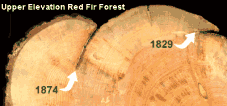 red fir forest fire history - high elevation forest - Click for larger image.
