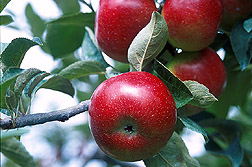 Manzanas. Enlace a la información en inglés sobre la foto