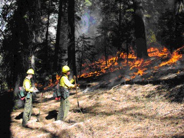 JFSP Fire & Fire Surrogates Study. USGS photo by Eric Knapp