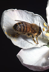 Abeja de miel en una flor de manzana. Enlace a la información en inglés sobre la foto