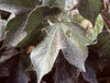 Whiteflies proliferate on cotton plants near Blythe, California