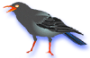 crow