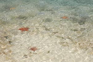 photo of starfish in clear water 