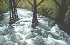 Picture of rushing stream