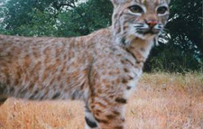 Bobcat, Felis rufus