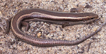 Western skink, Eumeces skiltonianus