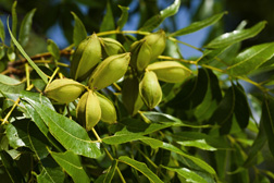 Photo: Pecans growing on the tree. Link to photo information