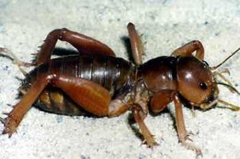 Mahogany Jerusalem Cricket