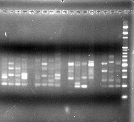 A genetic readout