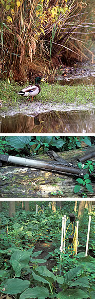 Top: duck walks along streambank; middle: soil core; bottom: skunk cabbage: Each image links to its photo information
