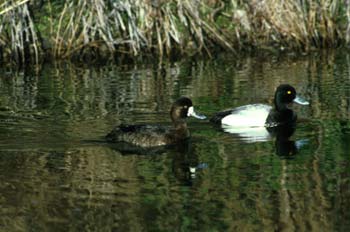two Lesser Scaup birds swimming in a marsh