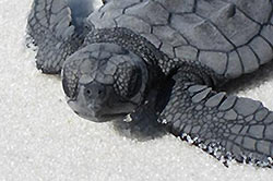 Close up of Loggerhead Sea Turtle