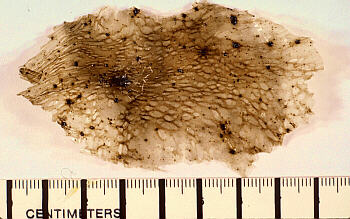 Photo: limu with centimeter scale