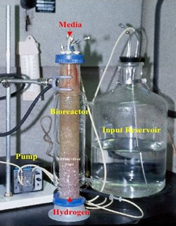Laboratory-scale bioreactor for removing nitrate from water. Shown here is the bioreactor after 250 days of continuous bacterial growth. The purple pigmentation in the nitrate-free zone is created by the bacteria 